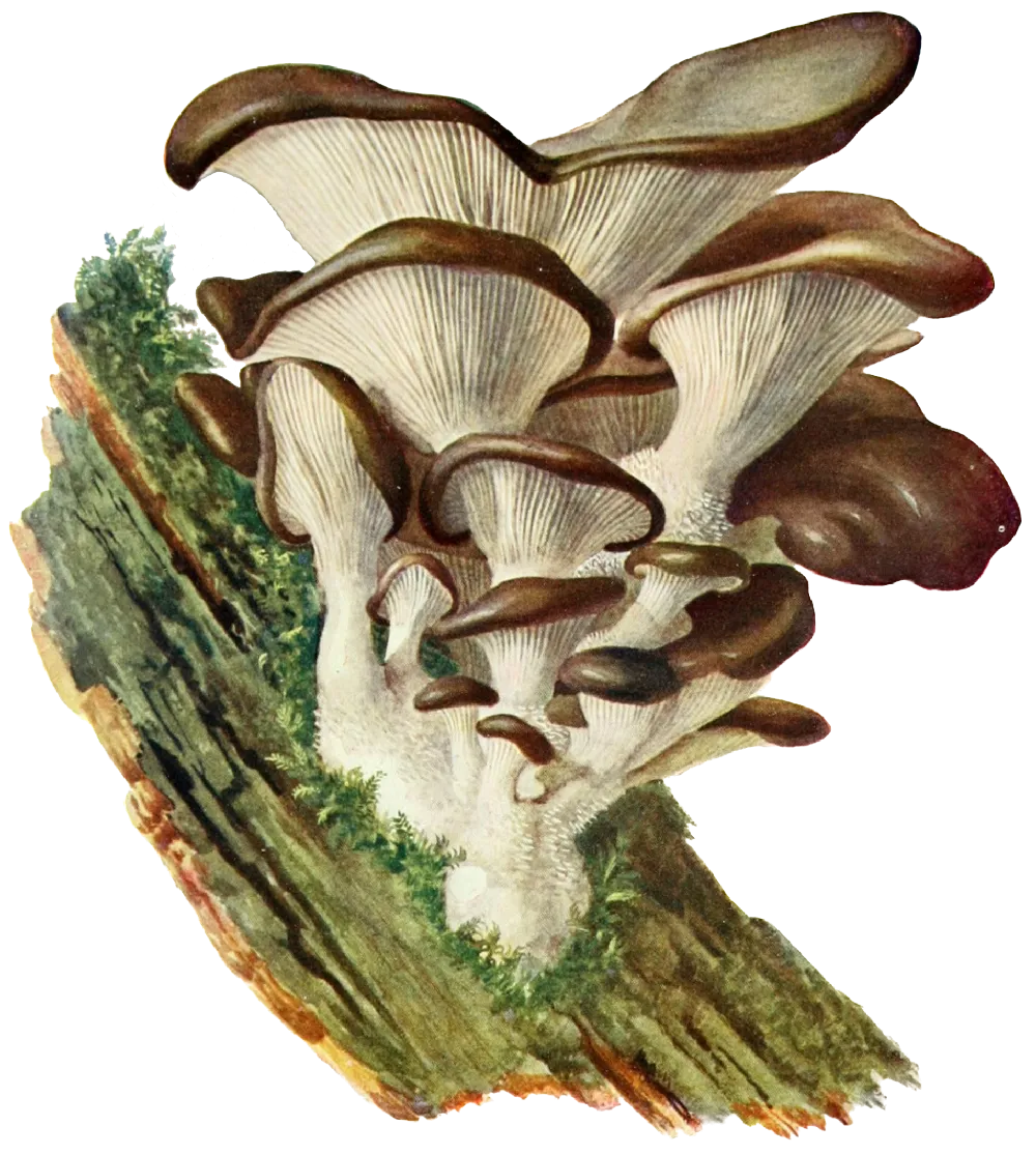 illustration of an oyster mushroom